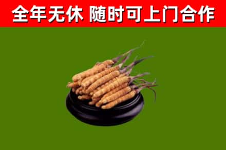 尼玛烟酒回收冬虫夏草.jpg